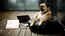 a pug dog is sitting on a bean bag chair next to a laptop and a book