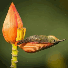 a bird is perched on a flower with its tongue out