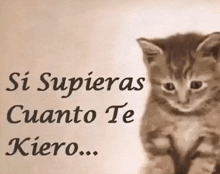 a picture of a kitten with the words si supiera cuanto te kiero written below it