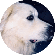 a white dog in a circle with a black background