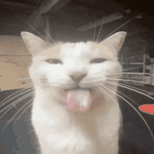 a close up of a cat 's face with its tongue out