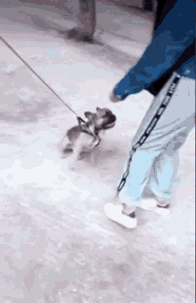 a woman is walking a small dog on a leash .