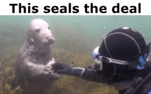 a seal is touching a person 's hand underwater with the caption this seals the deal