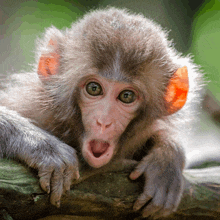 a baby monkey with its mouth open looks at the camera