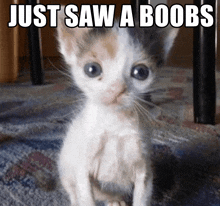 a kitten is sitting on a rug with the caption just saw a boobs