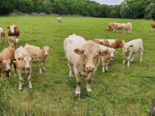 a herd of cows standing in a grassy field with trees in the background