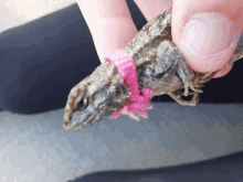 a person is holding a lizard with a pink rope around its neck