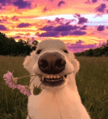 a dog is holding a flower in its mouth in a field with a sunset in the background