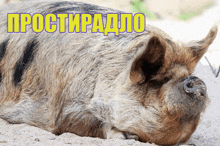 a pig is laying in the sand with the words prostiradlo written above it