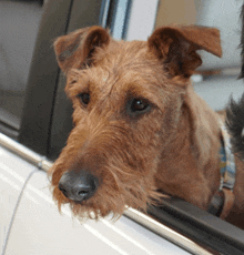 a close up of a dog looking out of a car window