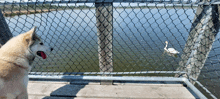 a dog looking at a swan swimming in the water behind a chain link fence