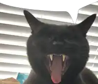 a black cat yawning with its mouth open