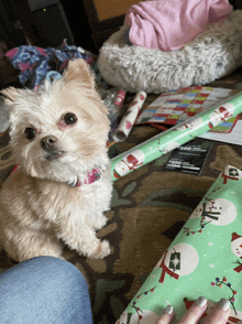 a small dog is sitting on a carpet next to a roll of christmas wrapping paper with snowmen on it