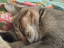 a cat is sleeping on a floral blanket