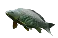 a fish with a white background is swimming