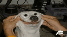 a person is holding a white dog with their hands and making a face .