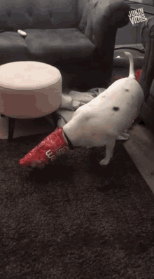 a dog is sniffing a bag of chips in a living room with a pink ottoman and a couch in the background