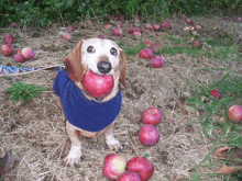 a dachshund wearing a blue sweater is holding an apple in its mouth