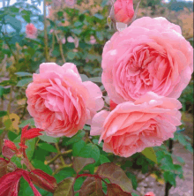 a bunch of pink roses are growing on a bush