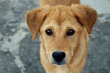 a close up of a brown dog looking at the camera on a concrete surface .