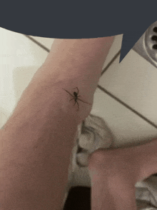 a small black spider is on a person 's wrist