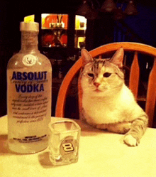 a cat sits next to a bottle of absolut vodka and a shot glass