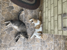 two cats are laying on a tiled floor