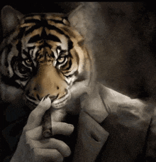 a tiger is smoking a cigar and wearing a white coat