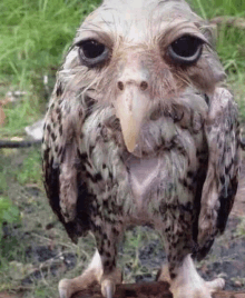 a close up of a bird with a long beak standing on a rock in the grass .