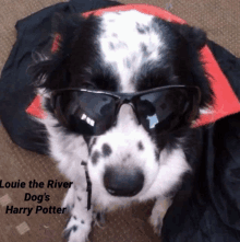 a black and white dog wearing sunglasses and a cape that says " harry potter " on it