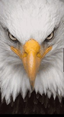 a bald eagle is looking at the camera with a yellow beak .