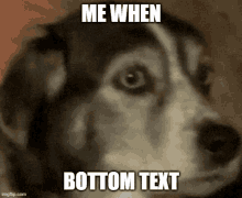 a dog is looking at the camera with the caption me when bottom text .