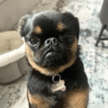 a small black and brown dog with a tag around its neck is sitting on a rug .