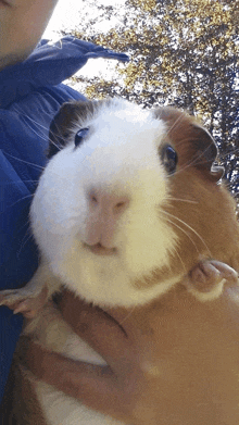 a brown and white guinea pig is being held by a person