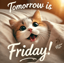 a cat laying on a bed with the words tomorrow is friday below it