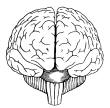 a black and white drawing of a human brain with a white background