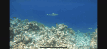 a shark is swimming near a coral reef