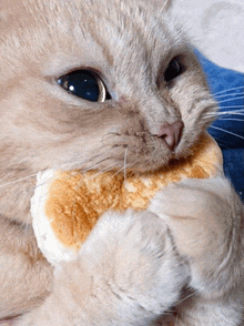 a close up of a cat holding a piece of food in its paws