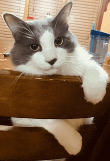 a gray and white cat is leaning over a wooden table