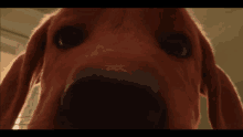 a close up of a dog 's face looking up