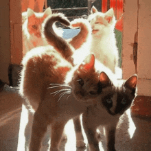 a group of cats are standing in a doorway and one of them is looking at the camera