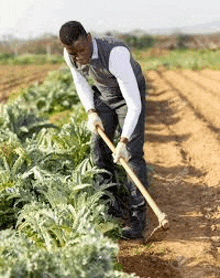 a man is working in a field of artichokes using a hoe .