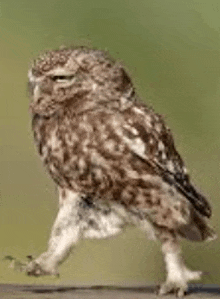 an owl is standing on one leg on a branch .