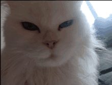 a close up of a white cat 's face