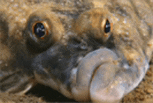 a close up of a fish 's face with its tongue hanging out of its mouth .