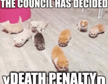 a group of kittens are walking on a wooden floor with the caption " the council has decided "