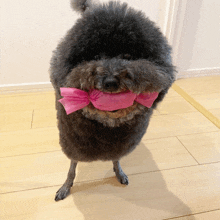 a dog with a pink bow in its mouth