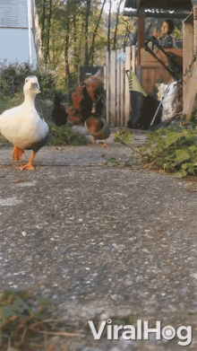 a group of ducks standing on a sidewalk next to a woman in a stroller and a sign that says viralhog