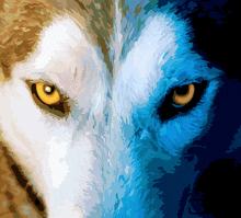 a close up of a wolf 's face with yellow eyes and blue eyes