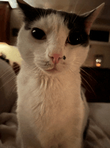 a black and white cat looks at the camera